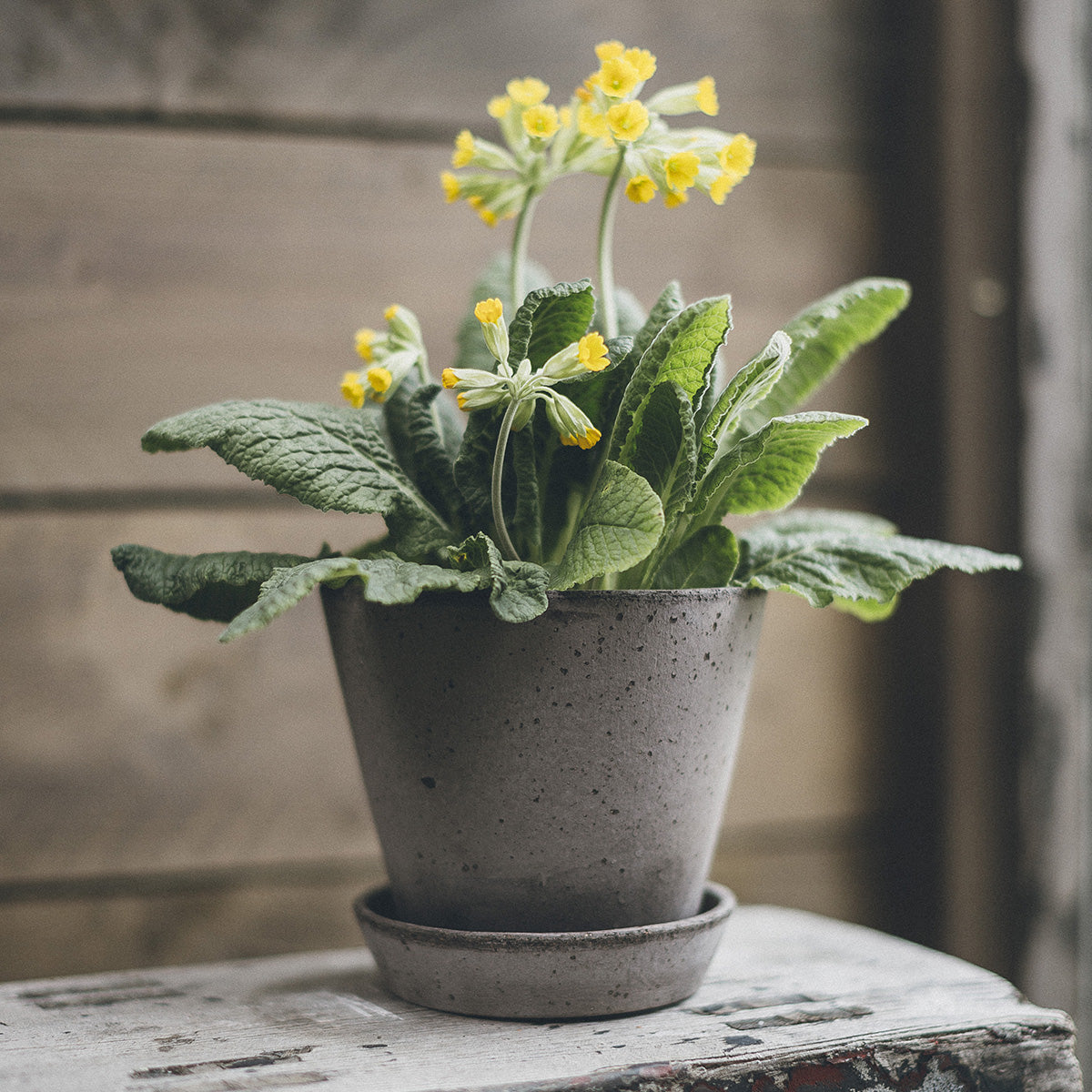 Julie Ø17 Planter & Saucer