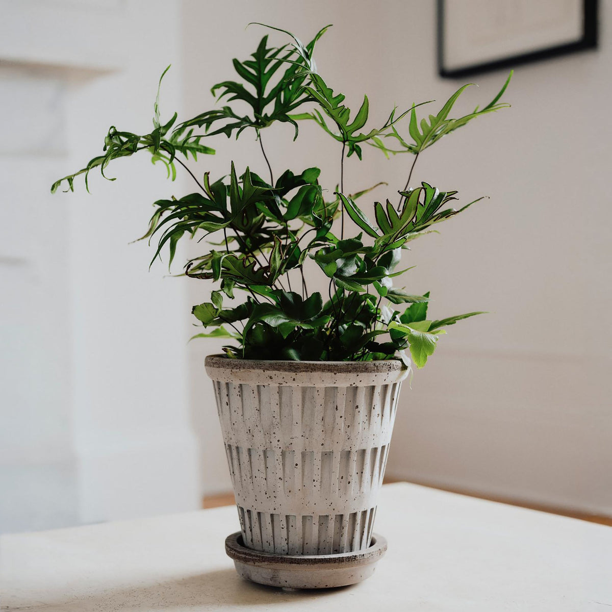 Pantheon Ø14 Planter & Saucer