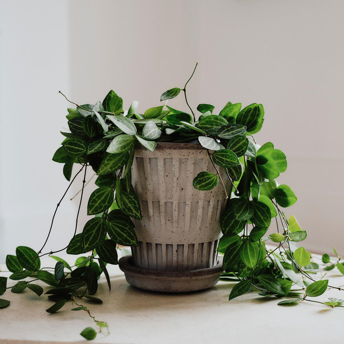 Pantheon Ø14 Planter & Saucer