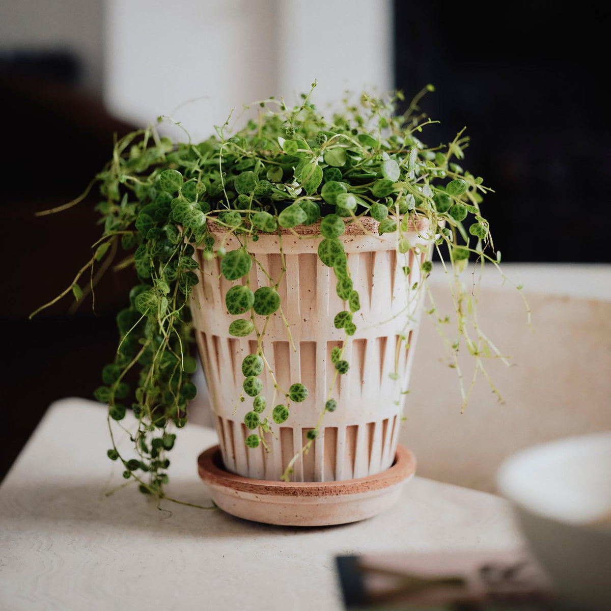 Pantheon Ø14 Planter & Saucer