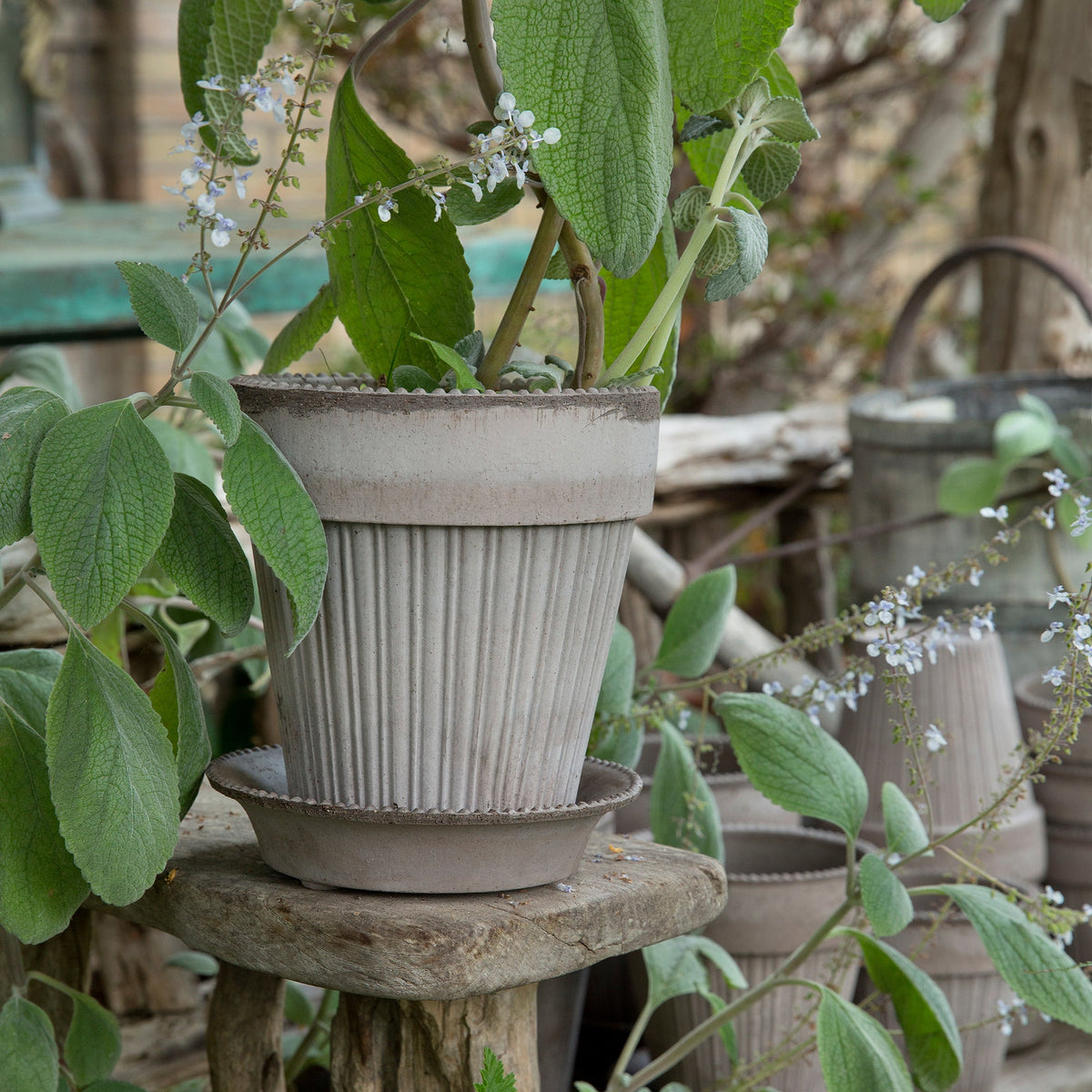 Simona Ø18 Planter & Saucer Gift Set
