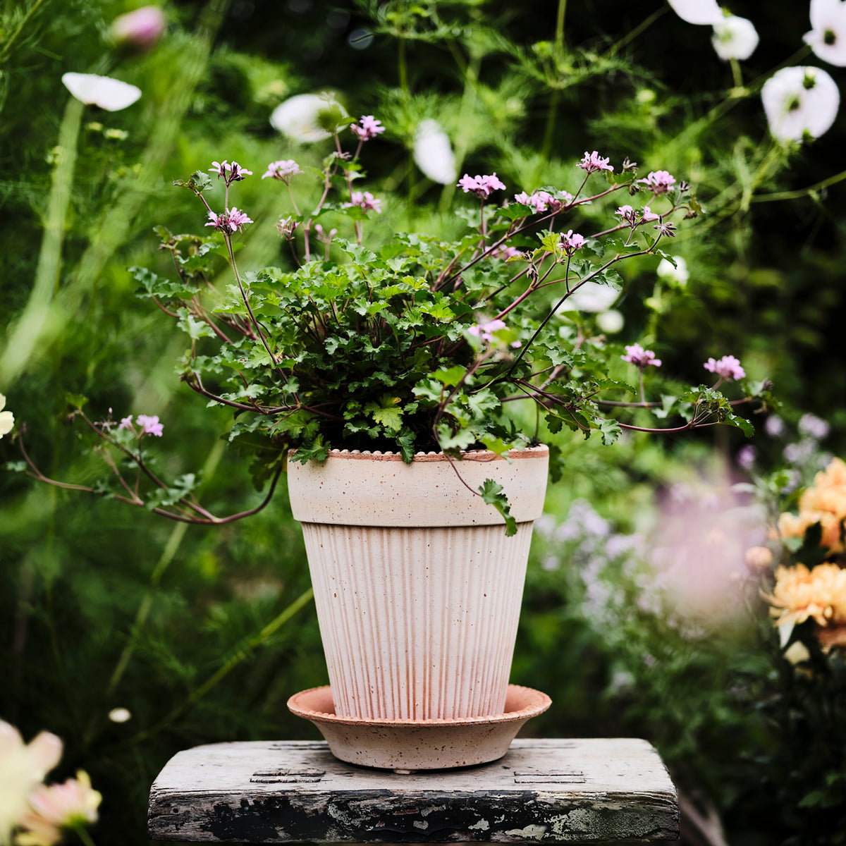 Simona Ø18 Planter & Saucer Gift Set