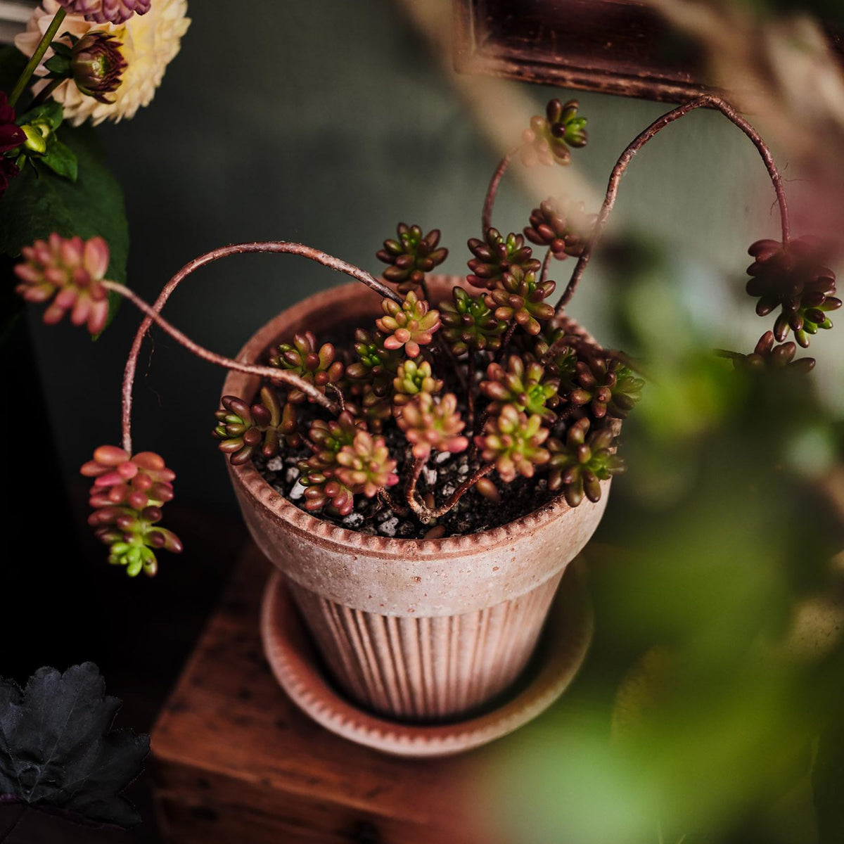 Simona Ø18 Planter & Saucer Gift Set