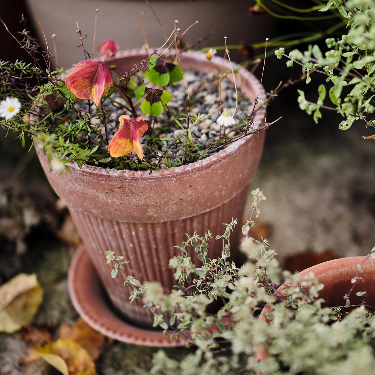 Simona Ø18 Planter & Saucer Gift Set