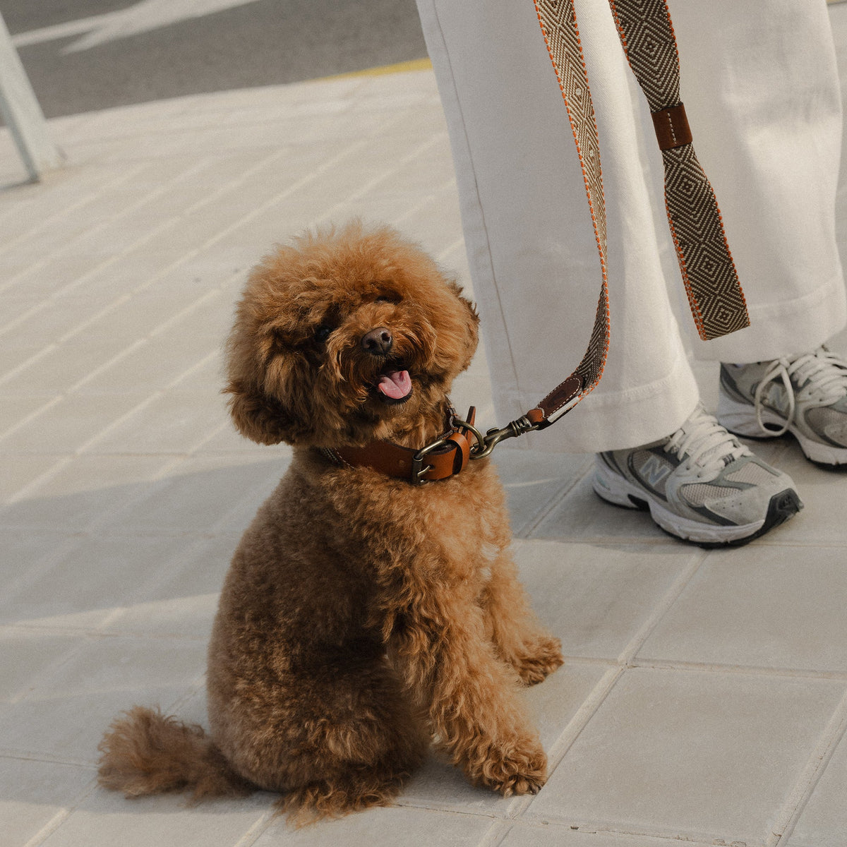Capri Isola Woven Cotton Dog Collar - Beige