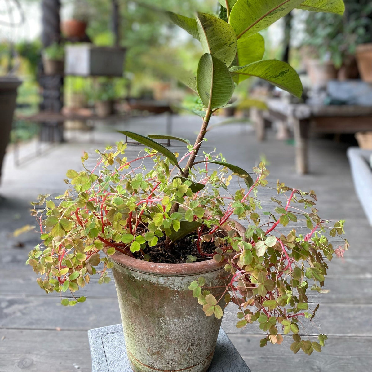 Aged Nursery Short Planter - X-Small