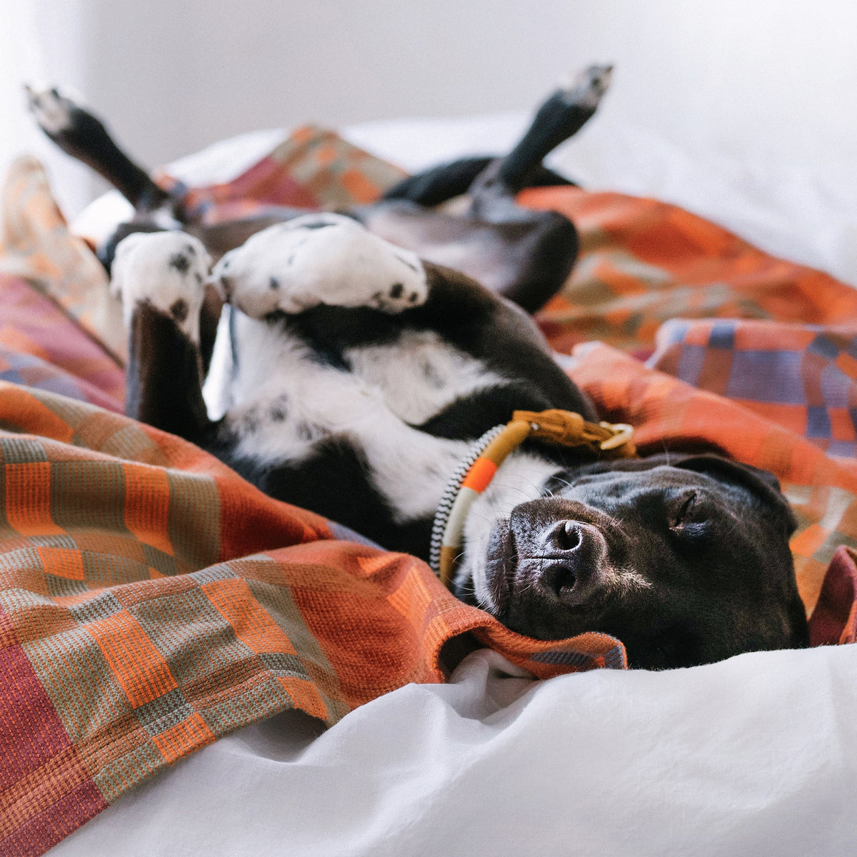 Fido Cotton Dog Blanket - Ginger - Large