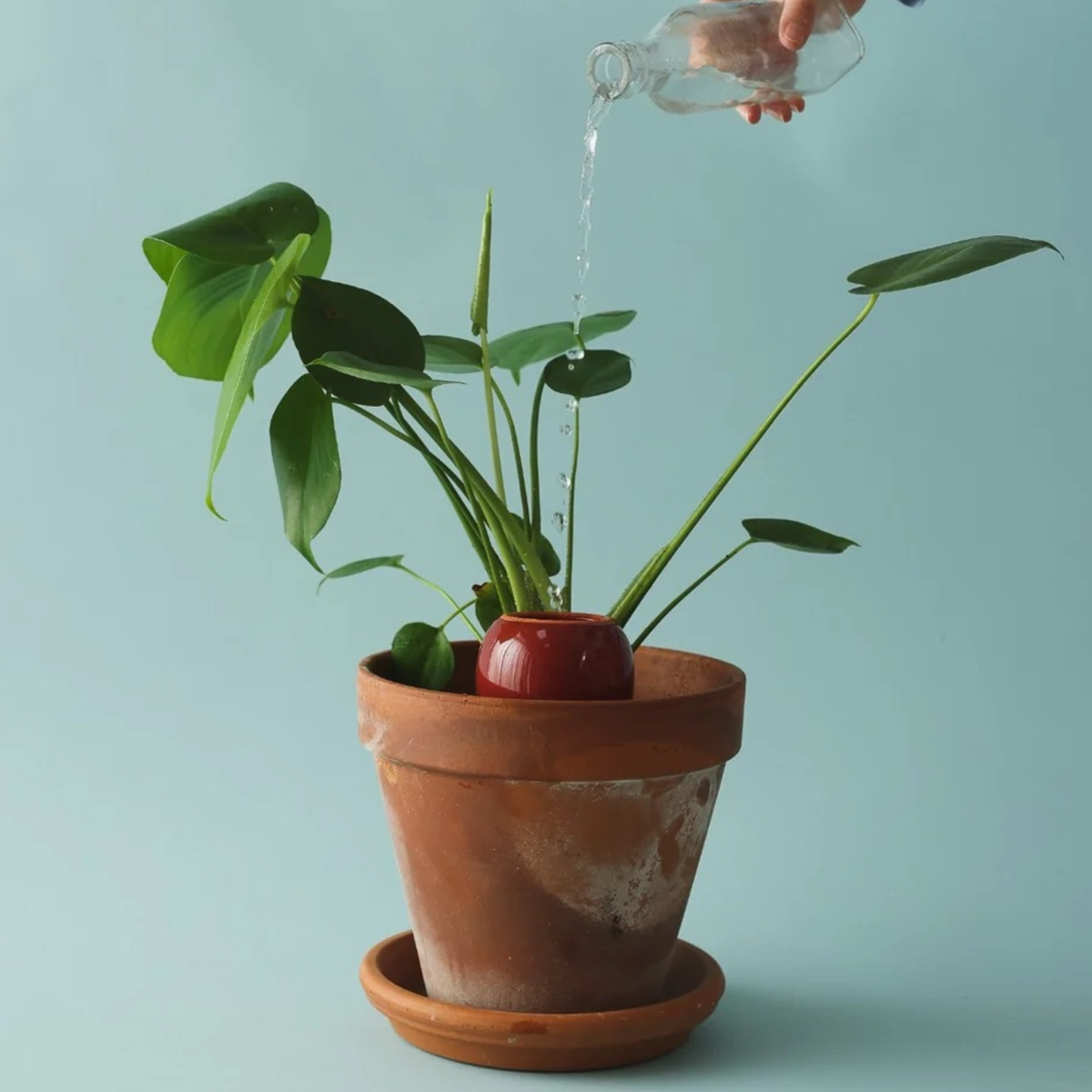 Olla Self-Watering Pot - Burgundy Glaze