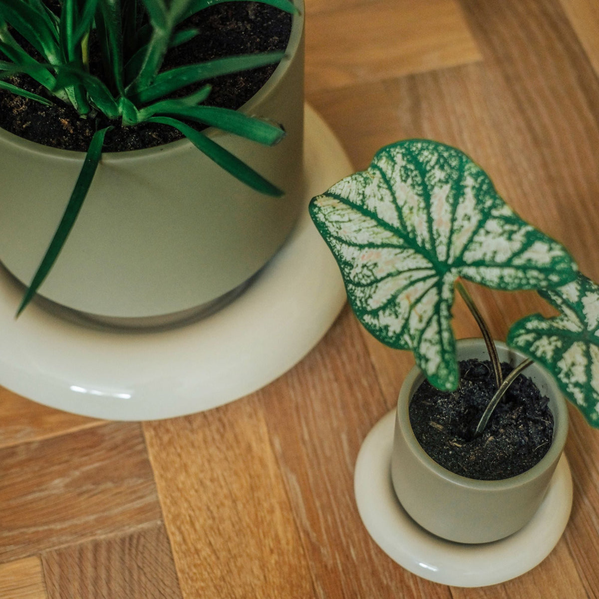 Lily Ø14 Planter