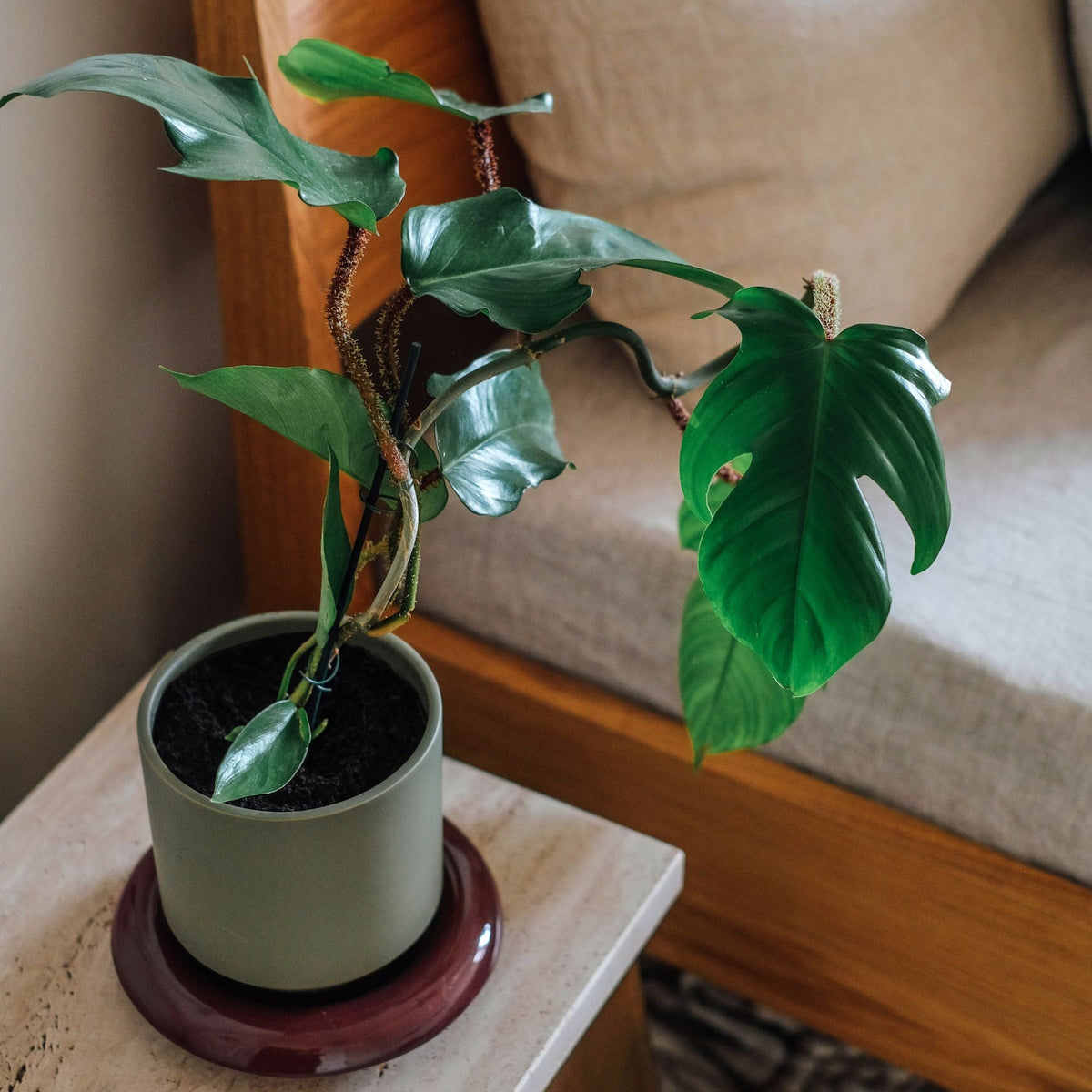 Lily Ø14 Planter