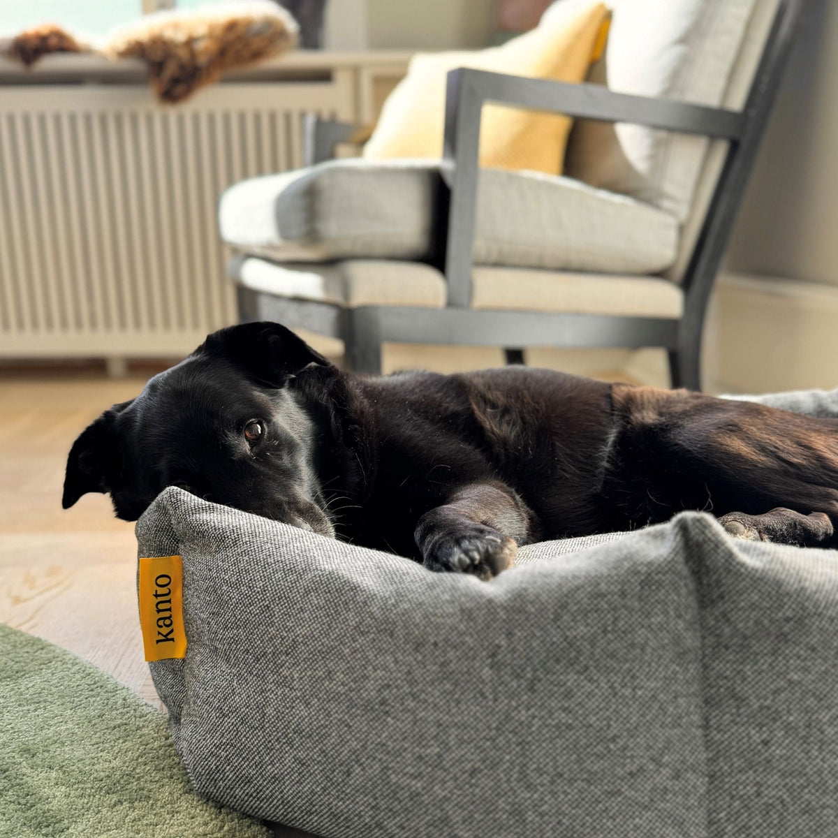 Luoto Dog Bed - Premium