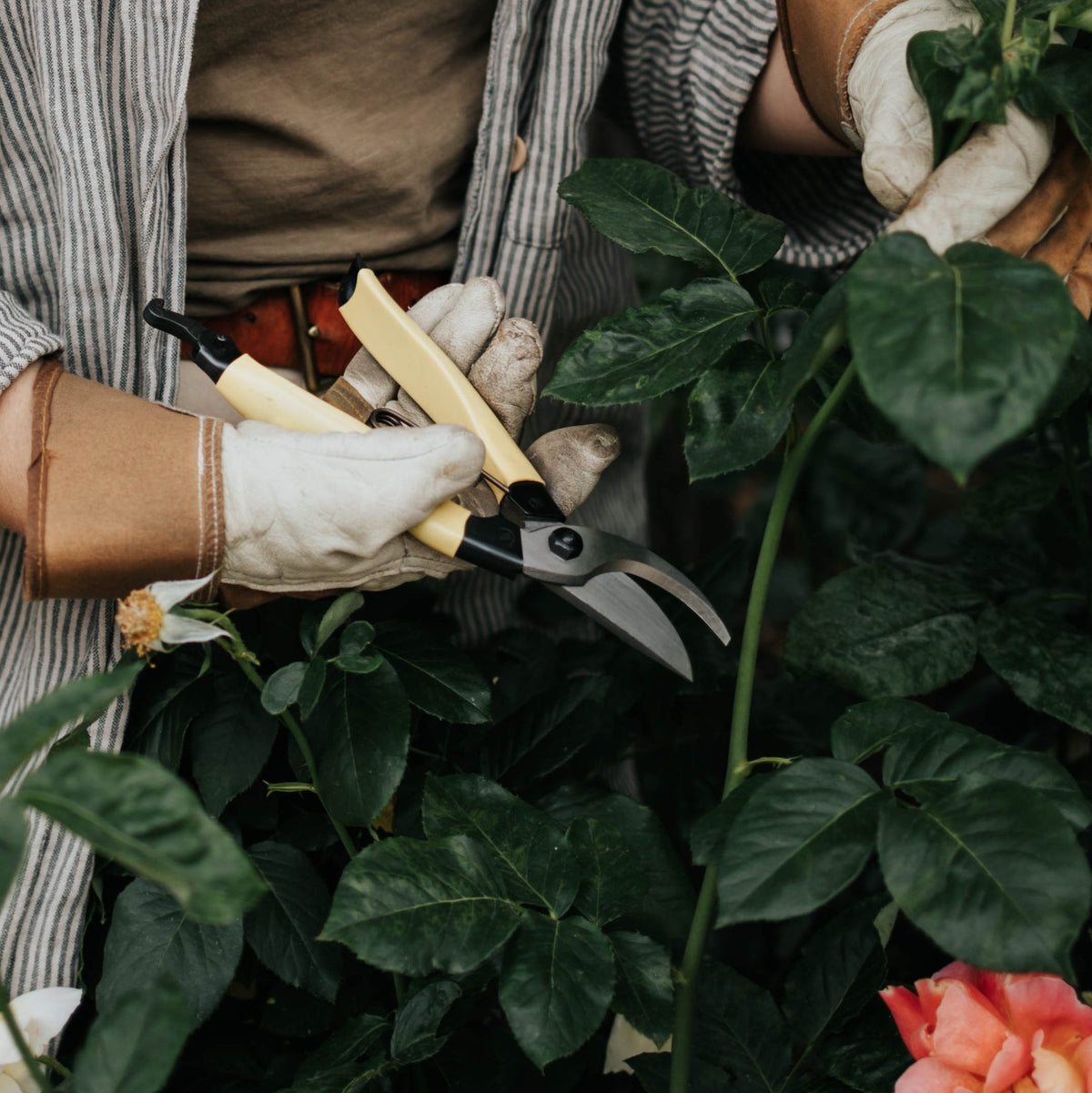 Mainichi Secateurs