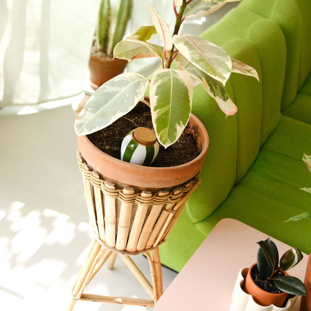Olla Self-Watering Pot - Glaze