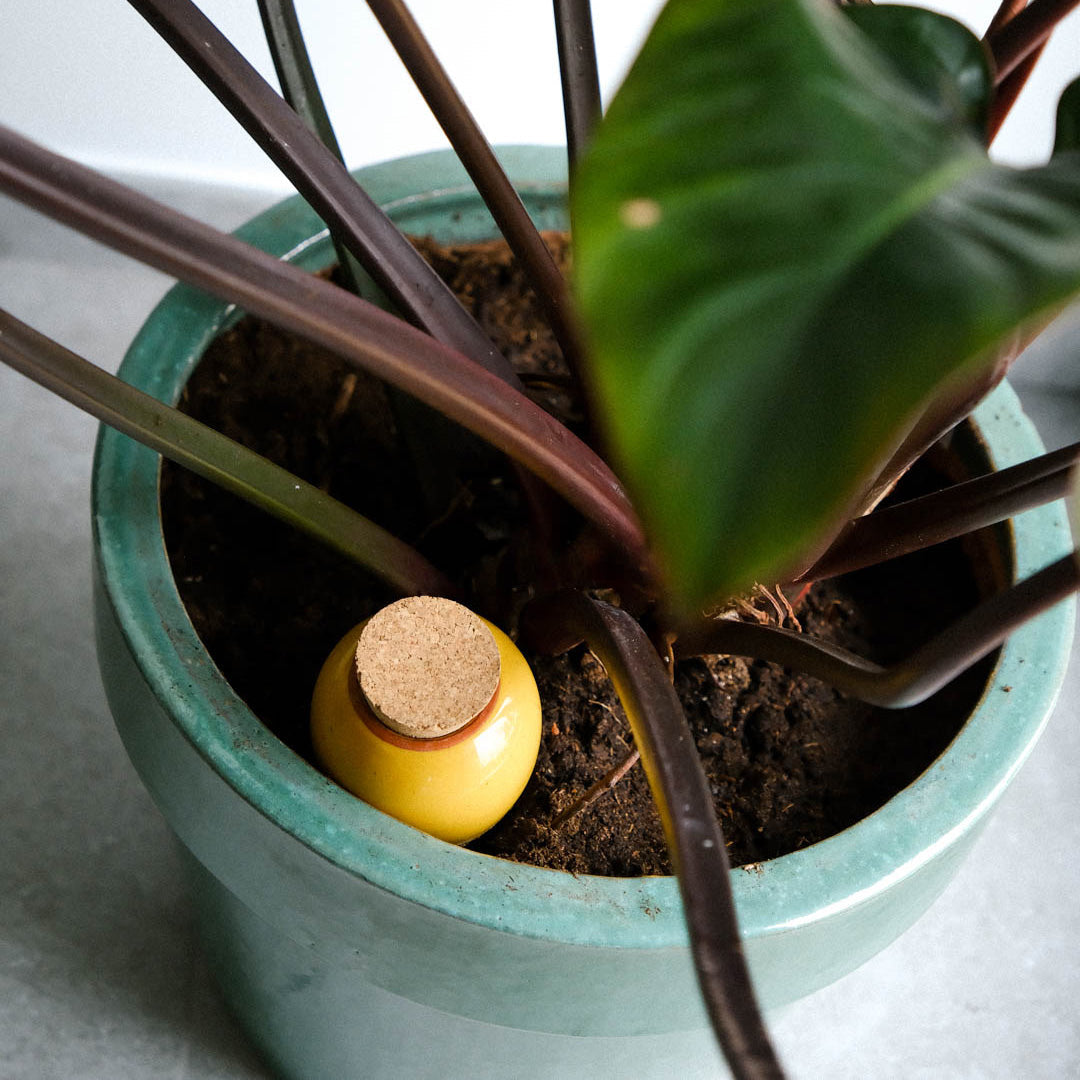 Olla Self-Watering Pot - Glaze