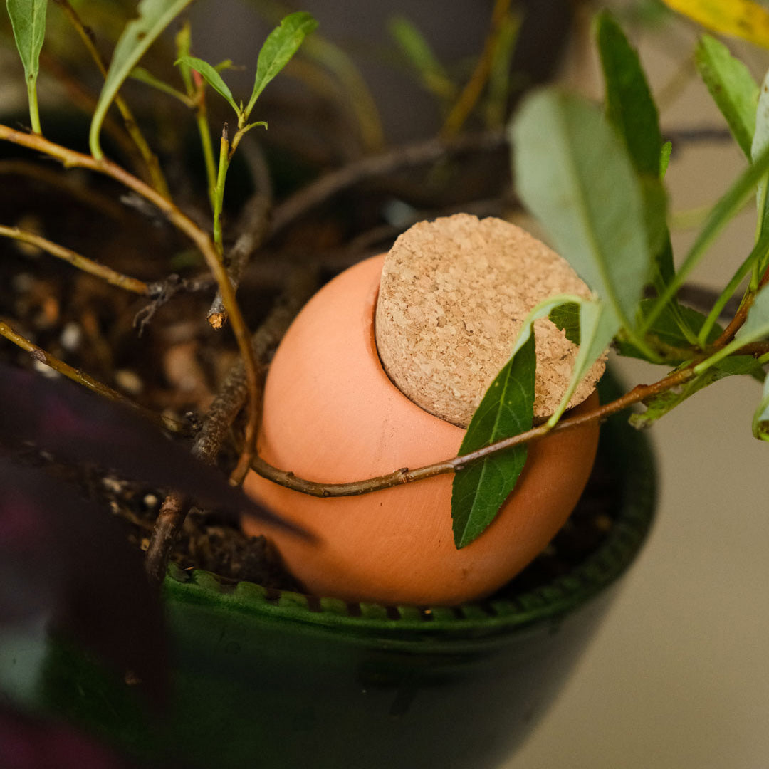 Mini Ollas Self-Watering Pots - Set of 3