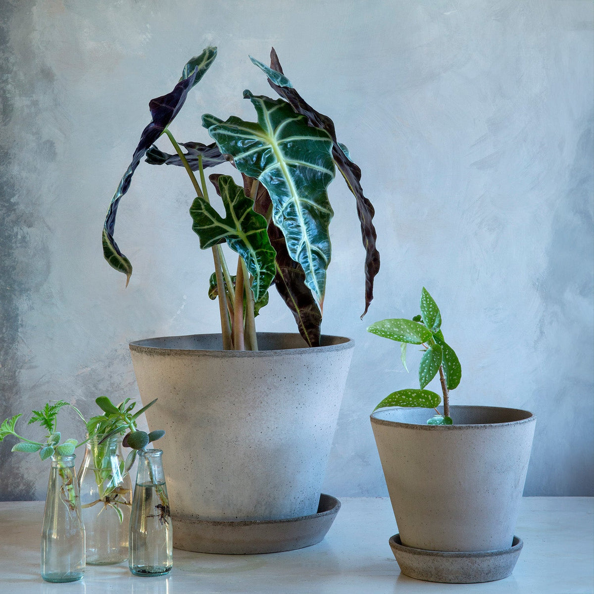 Julie Ø21 Planter & Saucer