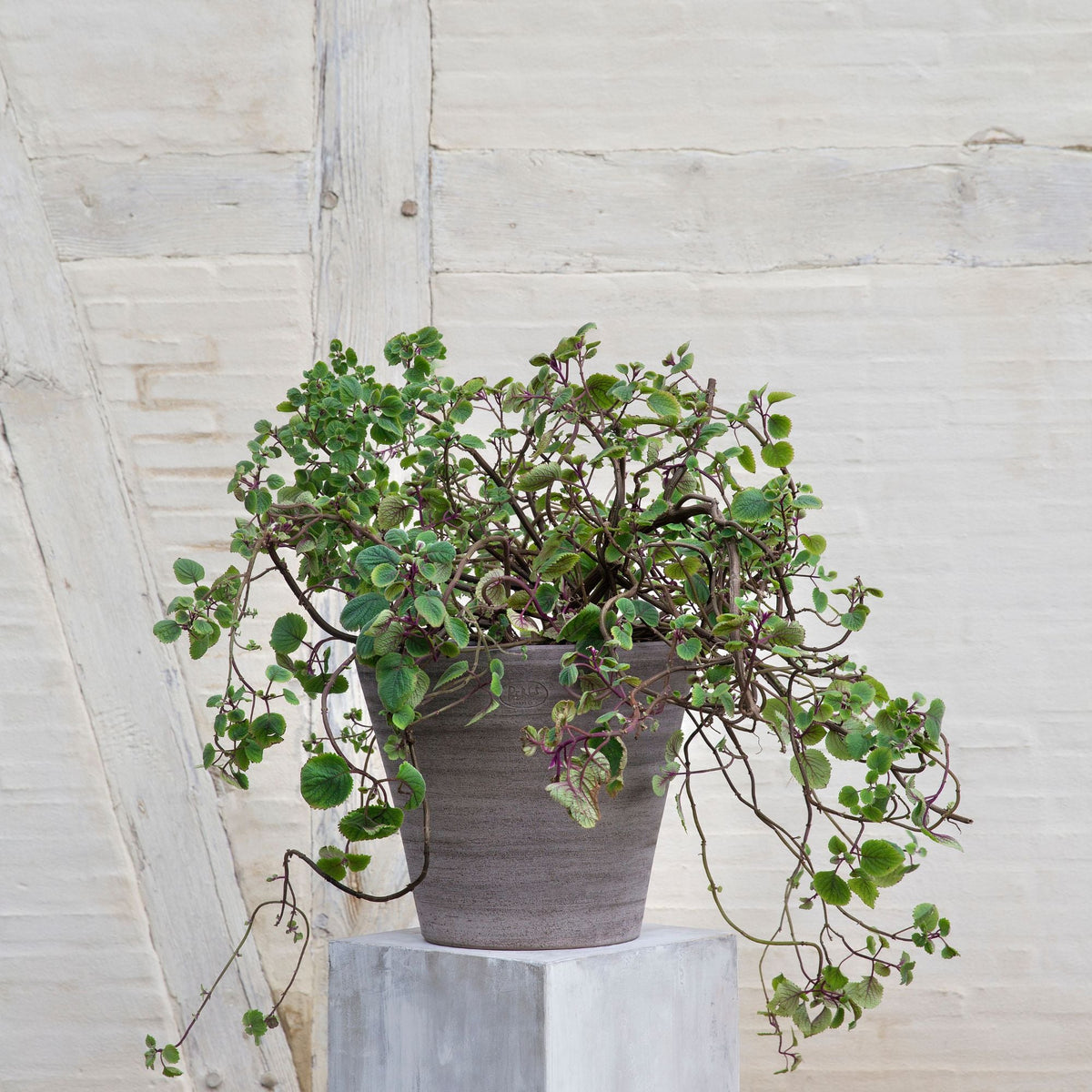 Julie Ø30 Planter & Saucer