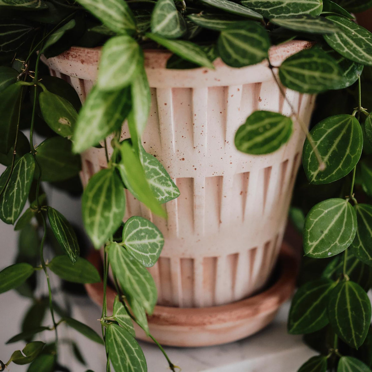 Pantheon Ø14 Planter & Saucer