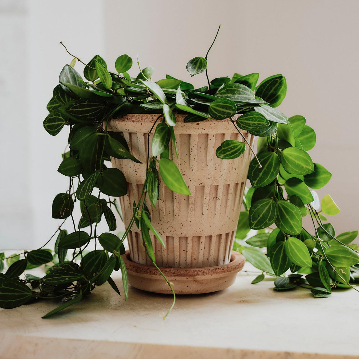 Pantheon Ø14 Planter & Saucer