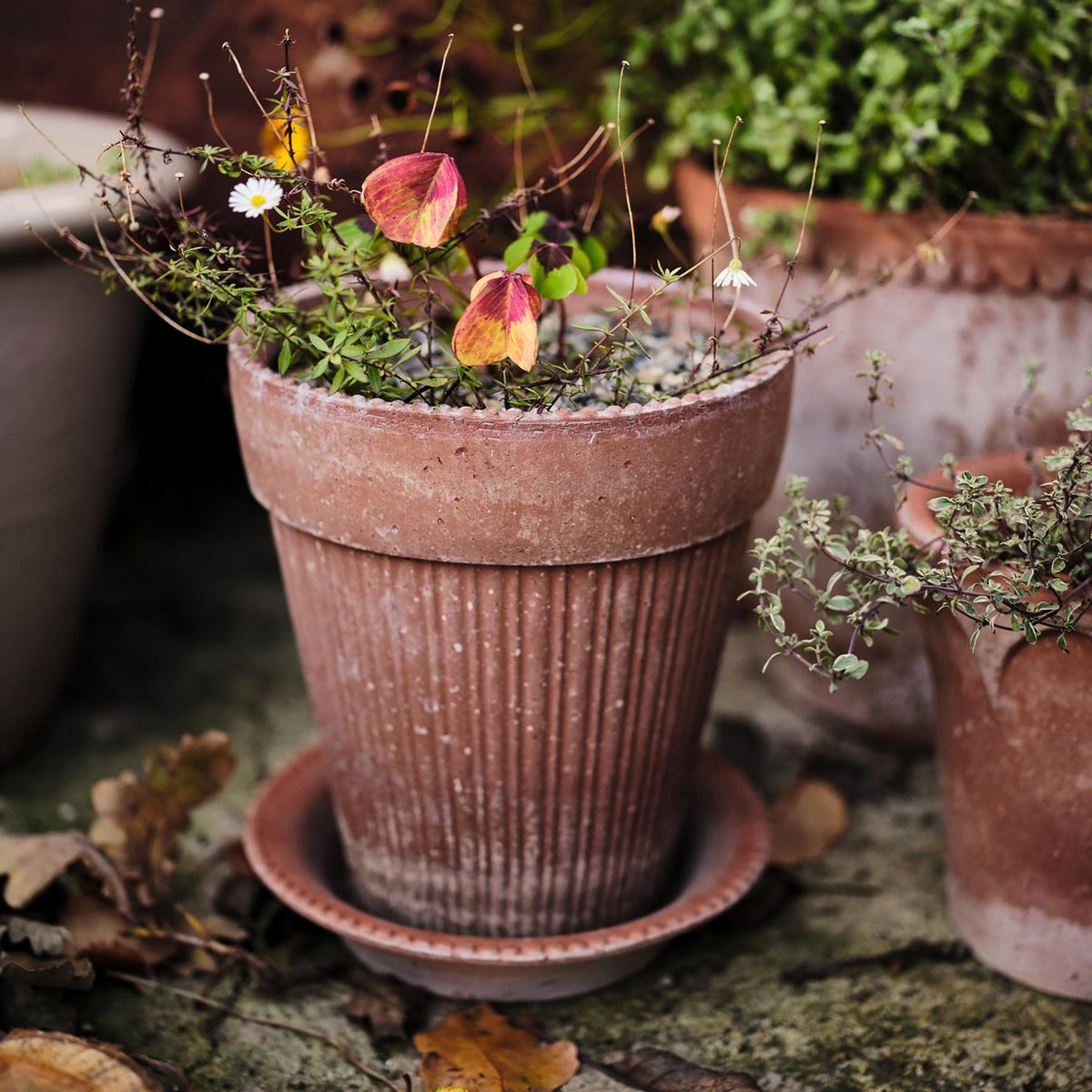 Simona Ø18 Planter & Saucer Gift Set