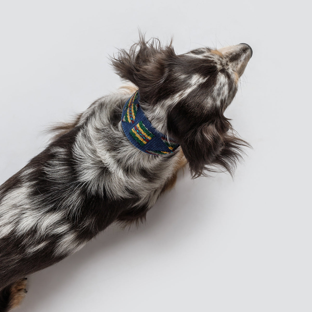 Etna Woven Cotton Dog Collar - Navy
