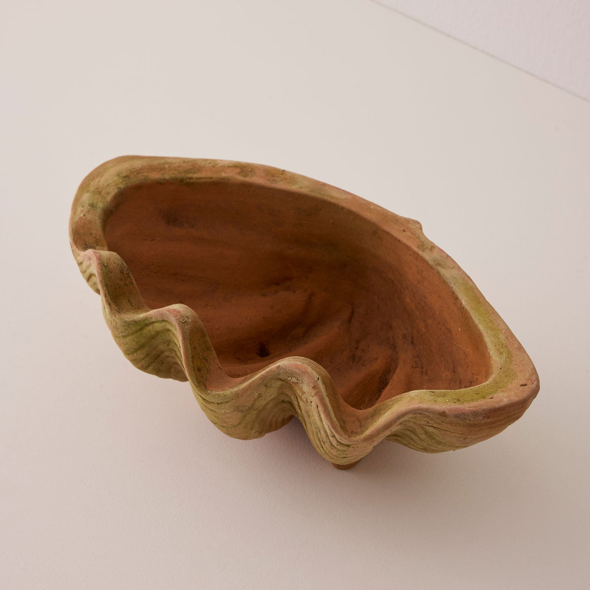 Aged Conch Shell Planter - Large