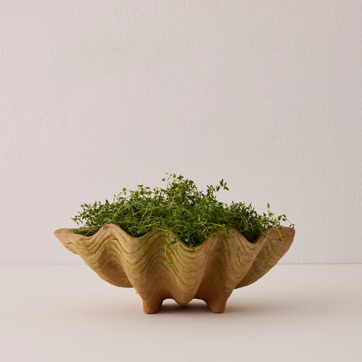 Aged Conch Shell Planter - Large