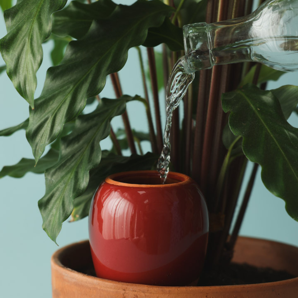 Olla Self-Watering Pot - Burgundy Glaze