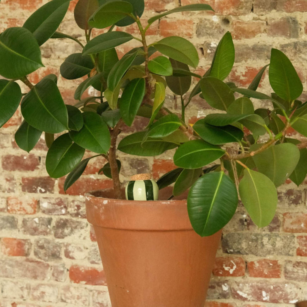 Olla Self-Watering Pot - Glaze