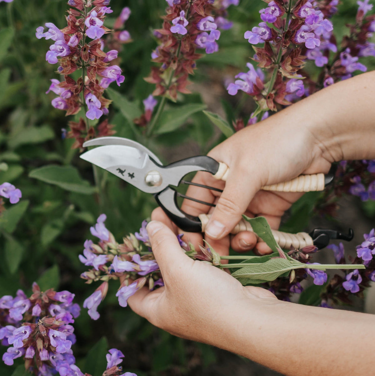 Fujimaki Rattan Secateurs