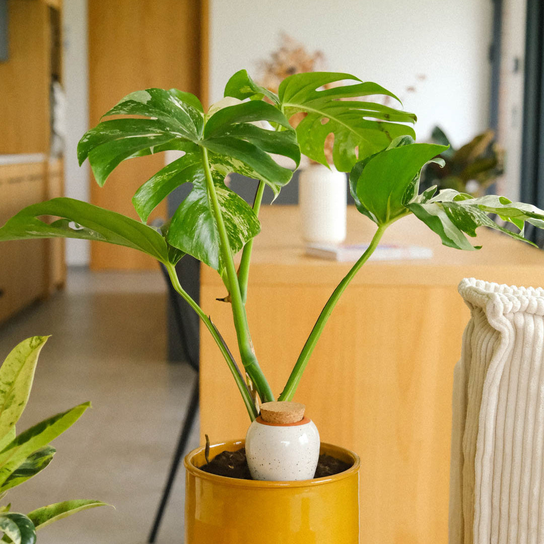 Olla Self-Watering Pot - Glaze