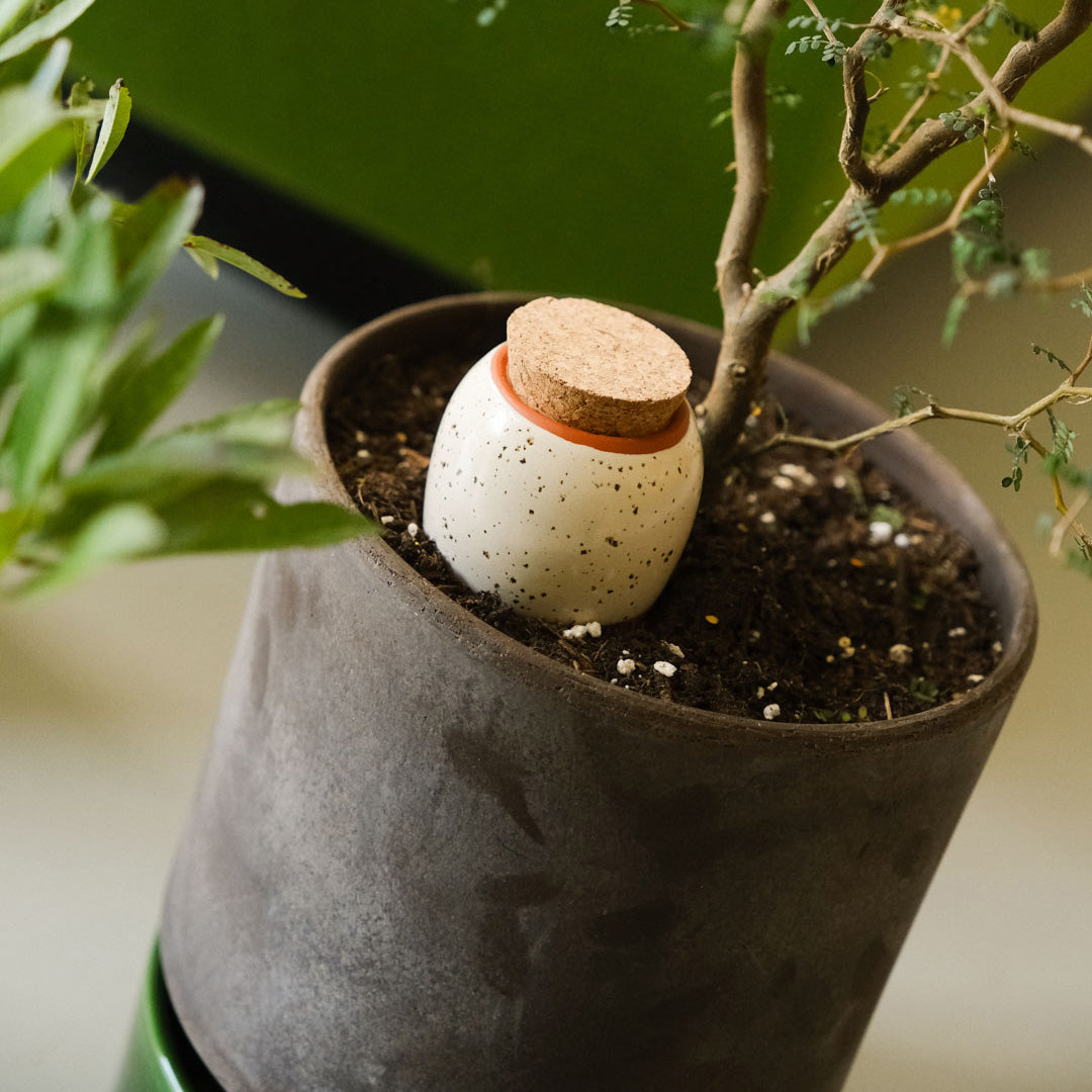 Mini Ollas Self-Watering Pots - Set of 3