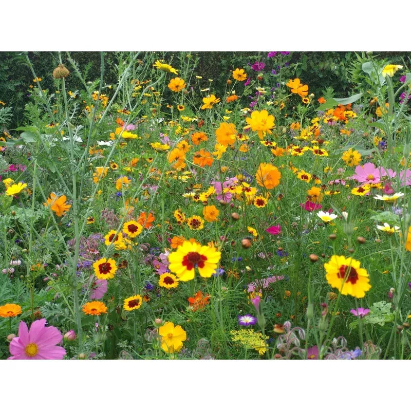 Saatgutmatte Blumenwiese, Honigbienen und Schmetterling 12 m²